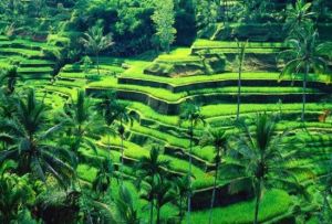 bali-about